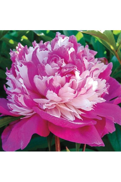 Квітка півонії Селебріті: вишуканість та грація в кожному пелюстку.